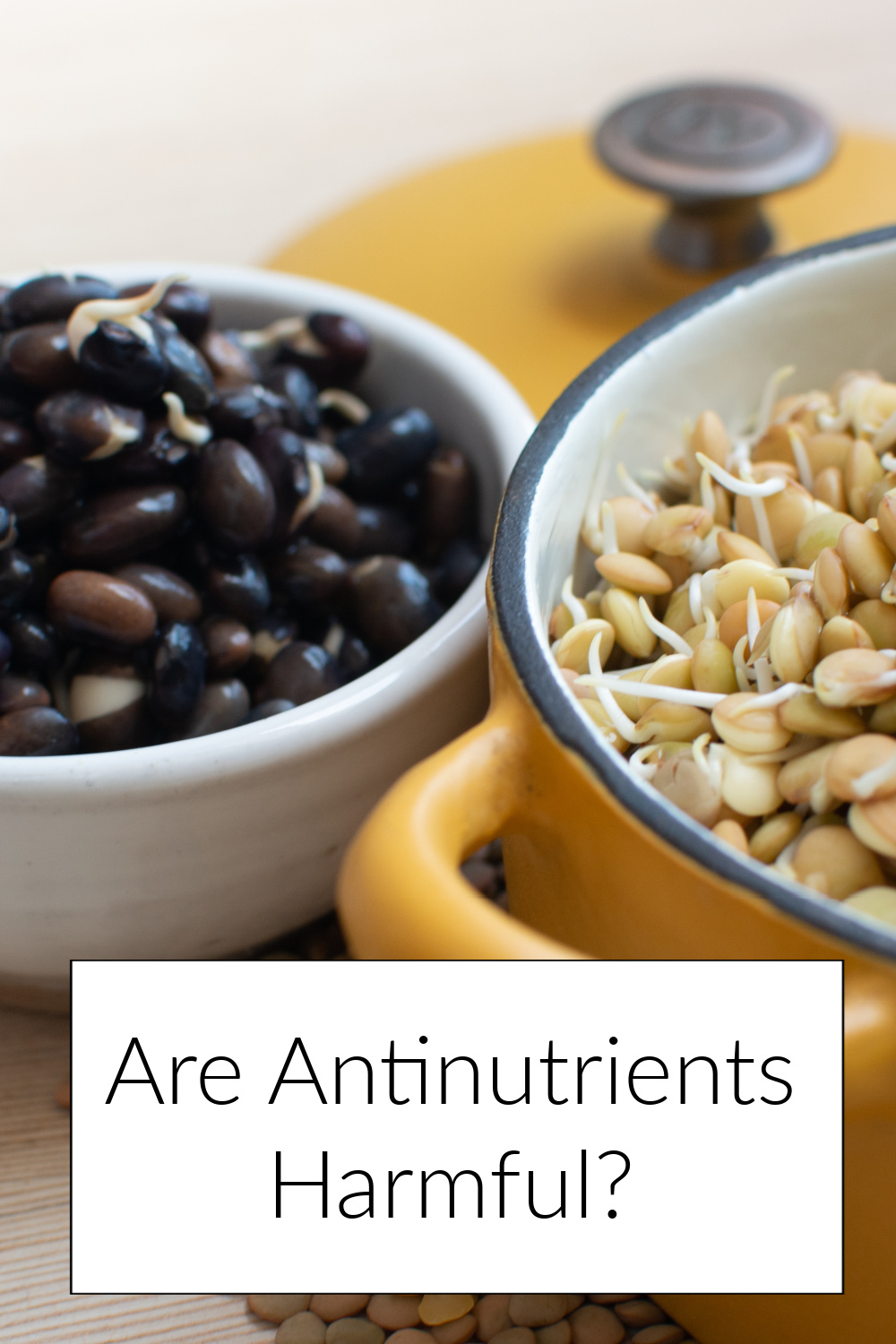 Are Antinutrients Harmful? Plant Based Juniors